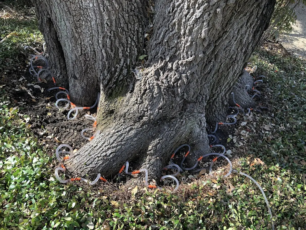 Detailed Tree Cabling and Bracing job site in El Monte