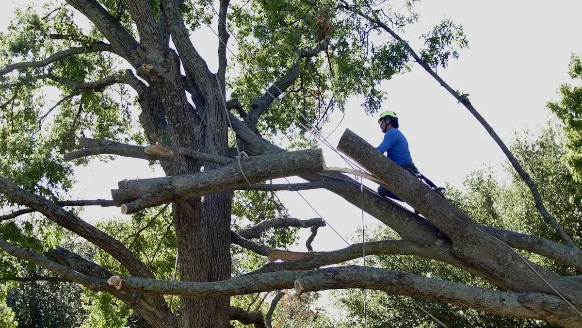 Professional Crown Thinning performed by certified arborists in El Monte